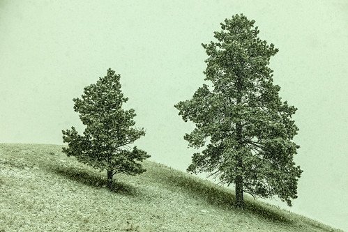 travel trees winter usa snow storm cold color colour art nature field weather vertical pinetree pine vintage landscape outside outdoors montana mood alone mt artistic horizon snowstorm dream nobody hills evergreen western environment snowing copyspace tribe obscured hue idyllic ponderosa leaning hilltop scenics textured lonelytree distant contemplation winterlandscape tranquilscene lonesome stockphotography fallingsnow ponderosapine coniferoustree hillcounty colorimage sprucetree ruralscene beautyinnature grained nonurbanscene chippewacree throughthesnow montanalandscape winterinmontana toddklassy montanaphotographer rockyboysindianreservation montanalandscapephotographer obscuredbysnow