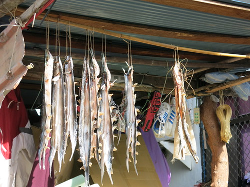 達悟族人家門前，出海捕來的飛魚與清洗過的衣物掛在一處，形成有趣的畫面。攝影／何怡君