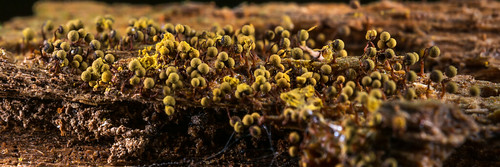 france macro automne photographie saison leslandes aquitaine slimemould myxomycete mycologie protistes arengosse amibozoaires
