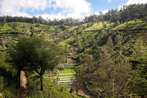 green nature tea plantation fields labour srilanka travelphotography lorenzaccio