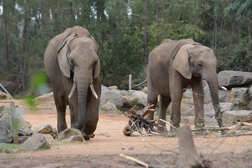 Afrikanische Elefanten Boten und Bou Bou im Zoo de La Flèche