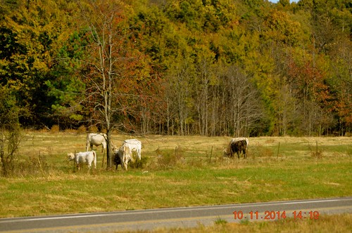 trees cows barns east farms traveling highway24