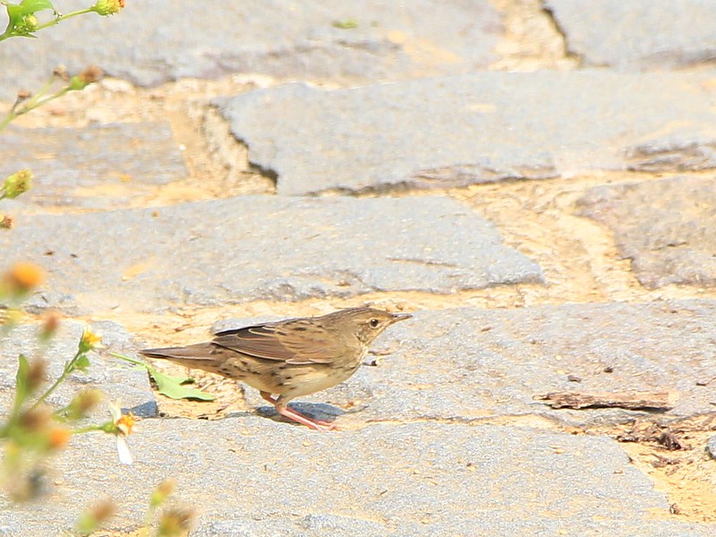 IMG_1581 矛斑蝗鶯 Lanceolated Warbler