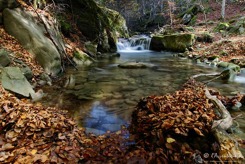 foglie acqua autunno laga cascata torrente valloneselvagrande