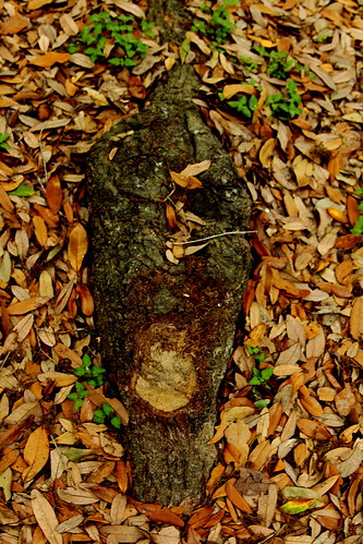 dry nature park root roots scene scenery stump tree trunk vegetation view wood mowers leaves fallcolors