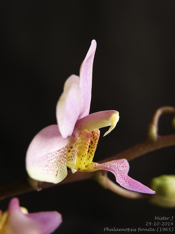 Phalaenopsis Bonita (stuartiana x buyssoniana) 15036110394_73f922b13f_c