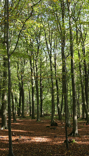 A autumnal walk in Kings Wood