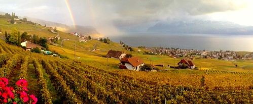 schweiz switzerland rainbow suisse wine vineyards vin leman léman vignoble vigne regenbogen wein arcenciel lakegeneva vaud lavaux rebe genfersee chasselas grandvaux