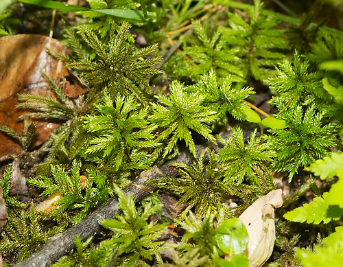 plants virginia flickr unitedstates va williamsburg wbgfp mossesdivbryophyta peatmossessphagnopsida nps51113freedpkdw