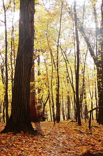 autumn trees leaves standing forest woods doubleexposure foggy 35mmfilm autumncolor canonfilmcamera forestparknaturecenter peoriaheightsillinois peoriaparkdistrict canonrebeleosii