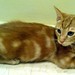 Jagger, gatito naranja y crema tabby de 8 semanas en adopción. Valencia.- ADOPTADO 15493304876_5f53106445_s