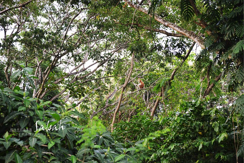 林中的長鼻猴