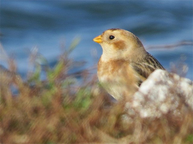 Snow Bunting at Gridley Wastewater Treatment Ponds 02