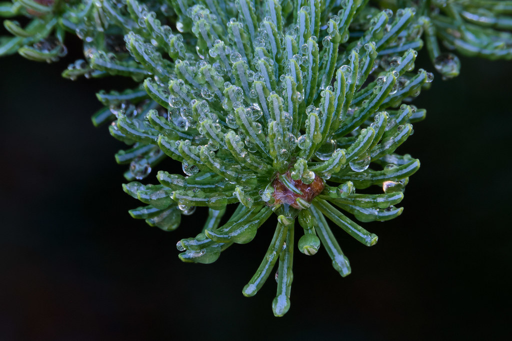 Water droplets cover the needles of a subalpine fir