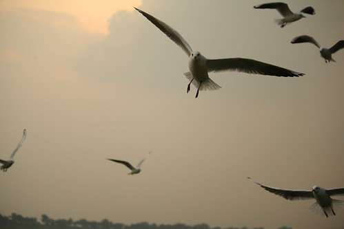 sunset india birds animals wings allahabad ind uttarpradesh