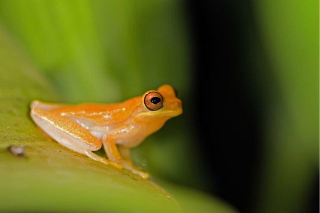 1_rgolden-toad-in-leaf-monteverde.jpg
