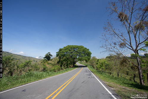 road tree landscape costarica vivid roadtrip