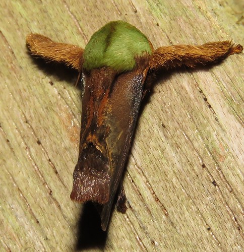 moth peru richhoyer