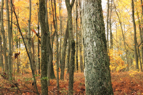 autumn trees nature leaves forest hiking pennsylvania foliage creativecommons deciduous unioncounty understory baldeaglestateforest temperatedeciduousforest topmountaintrail