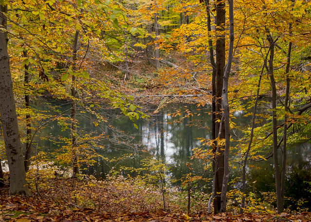 Leaves and Lake II