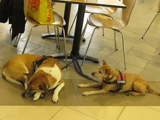 Dogs seen in Migros Restaurant, Langendorf
