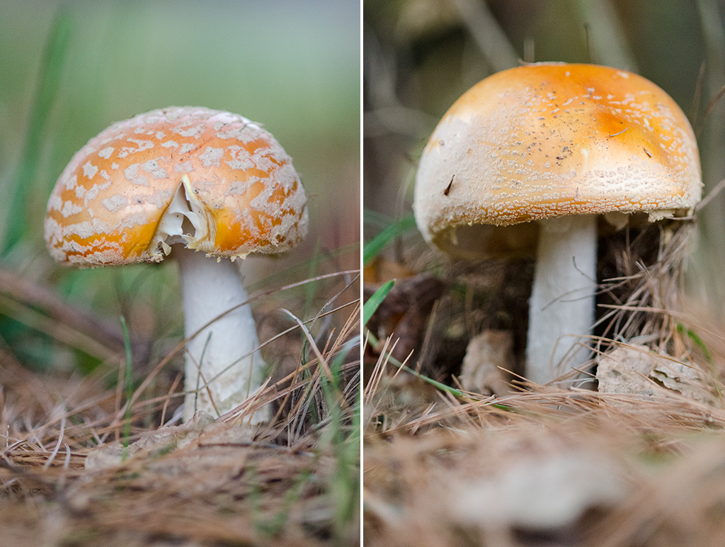 mushroom collage