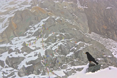 black bird of the Himalayas, watching over Cho La Pass