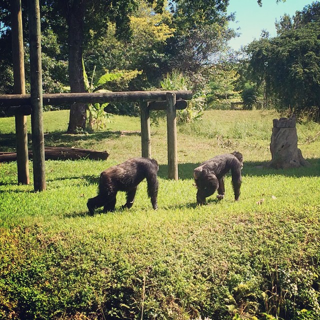 #gorillas #zoomiami #zoo #animals #miami