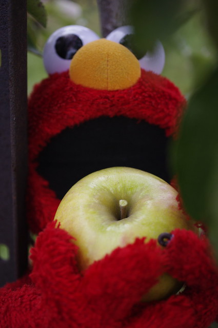 Elmo's big apple picking day!!