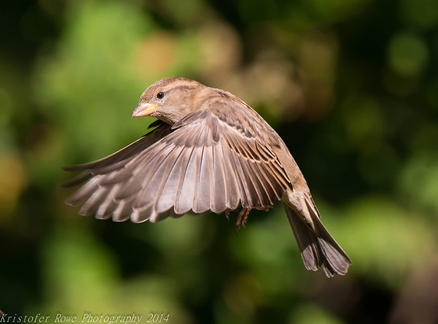 House Sparrow in flight  1 10_25