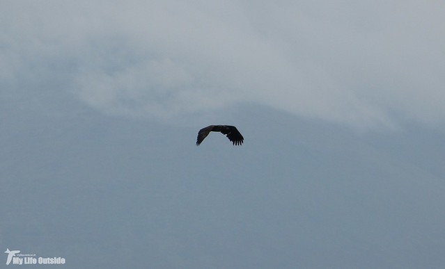 P1090123 - White-tailed Eagle, Isle of Mull