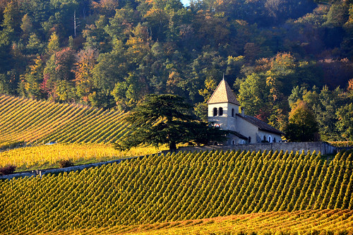 jaune automne monuments vignes paysages vins ors lacôte luins
