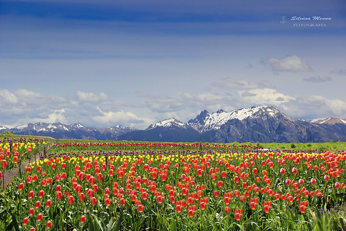 primavera canon nieve bariloche montañas t3i tulipanes silvinamennafotografia silvinamenna