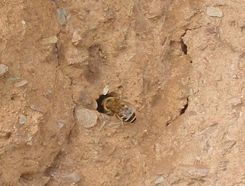 Ivy bee at nest