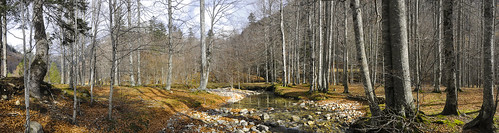 autumn forest bosque catalunya aran cataluña pirineos noguera valdaran hayedo ribagorza conangles