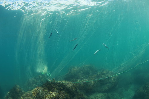 近岸沈底刺網漁業嚴重影響當地海洋生態。（台灣珊瑚礁學會提供，鄭明修攝。）