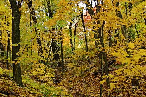 autumn color fall burlington canon october iowa t3i crapopark