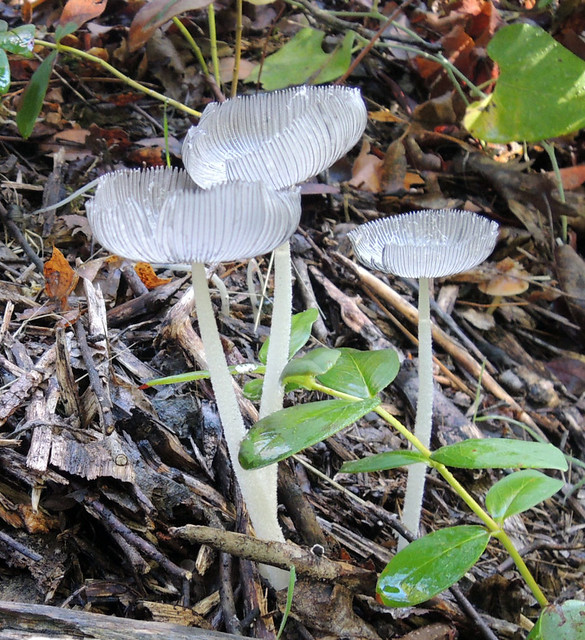 mushrooms_09