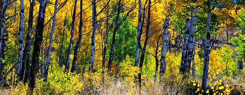 autumn trees color fall season landscape scenery colorado aspens intimate summitcounty