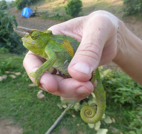 africa uganda bwindiimpenetrableforestnationalpark animal reptile lizard chameleon johnstonsthreehornedchameleon rwenzorithreehornedchameleon triocerosjohnstoni