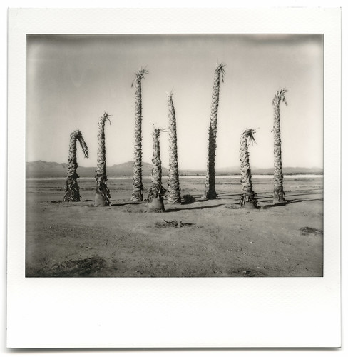eyetwistkevinballuff eyetwist dead palm trees palms desert decay ruin bleak mojavedesert impossibleproject polaroid spectra pro impossible bw image blackwhite polaroidspectrapro impossiblebwspectra project pz black white mono monochrome sooc film analog analogue ishootfilm instant integral mojave america americana american west americantypology california arid dry hot abandoned faded sunburned decayed derelict lucernevalley failed subdivision typology landscape dessicated roidweek roidweek2017 apocalypse dystopia minimalist