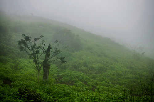 mist verde green misty fog lima perú neblina lachay lomasdelachay