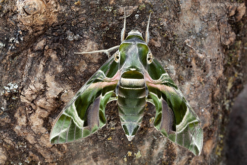 uk macro insect moth lepidoptera dorset sphingidae swanage rarity migrant hawkmoth oleanderhawkmoth daphnisnerii durlestoncountrypark ef100mmf28lisusmmacro