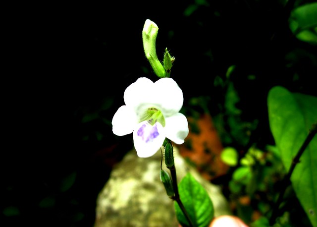 wild flower 2