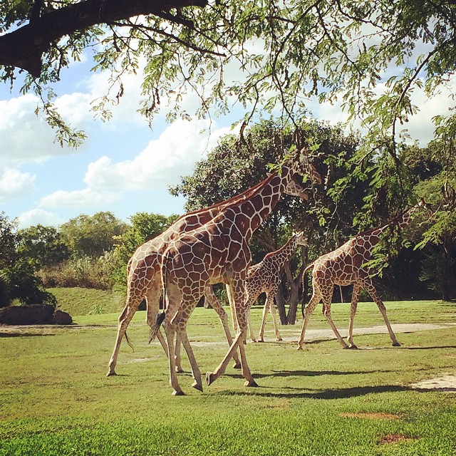 Favorites. #giraffes #zoomiami #zoo #miami #animals