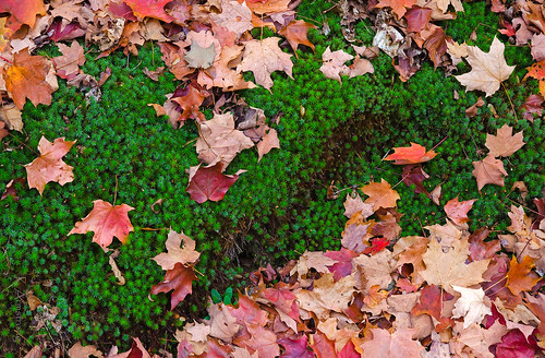 autumn fall texture moss autumnleaves forestfloor mapleleaves bryophyte mapeleaf