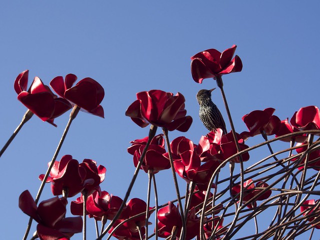 Tower of London, Blood Swept Lands and Seas of Red, London, travel, England, ceramic, poppies