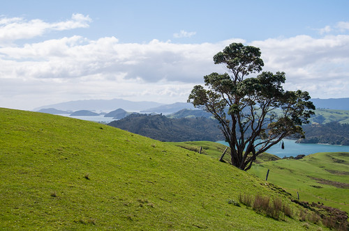 newzealand tree landscape island northisland coromandelpeninsula howellbay