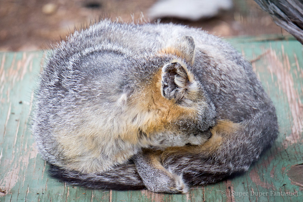 Wildlife West Nature Park - Gray Fox