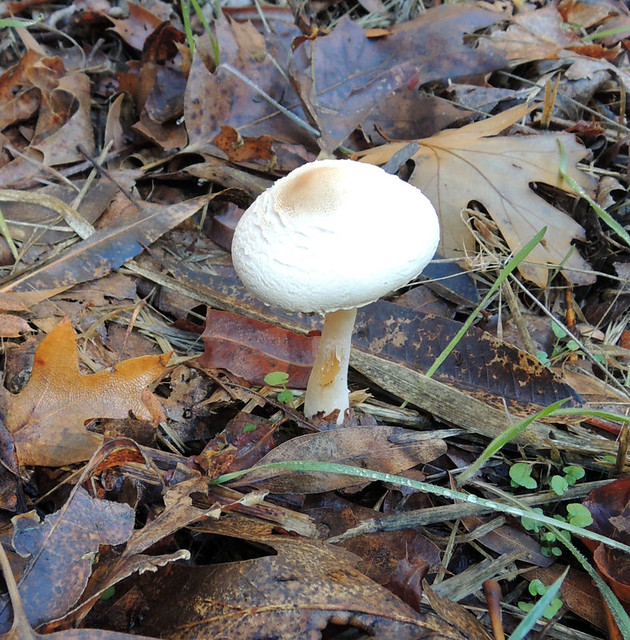 mushrooms_08